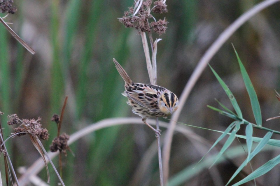 IMG 4179c LeConte's Sparrow TNC Kankakee Sands IN 10-12-2017