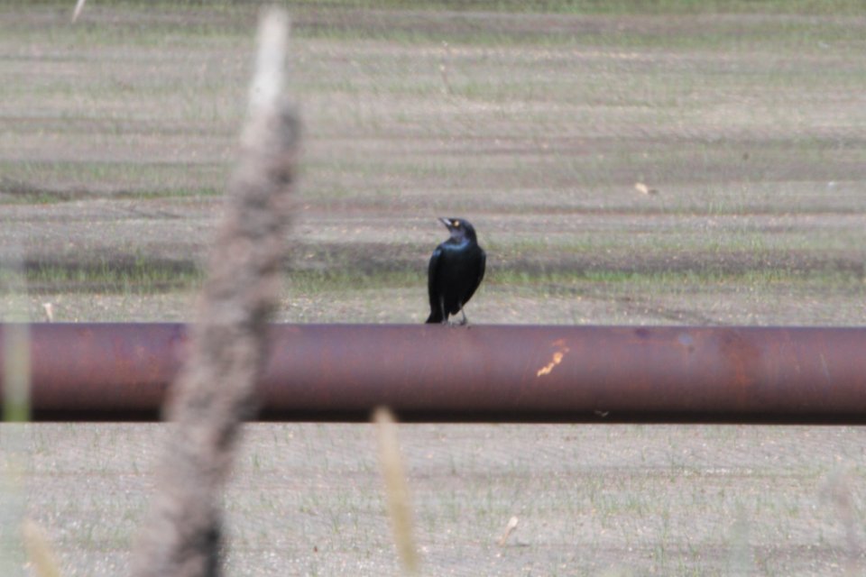 IMG 1715c Brewer's Blackbird Sod Farm Momence IL 9-16-2018