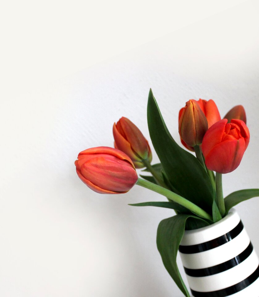 Flowers stripes spring