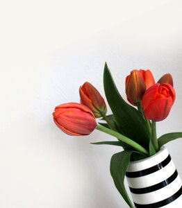 Flowers stripes spring photo