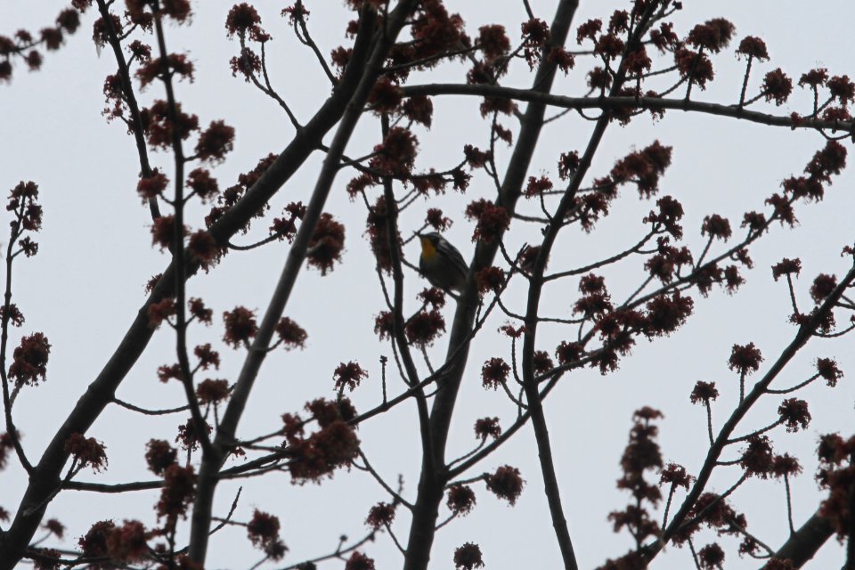 IMG 9178c Yellow-throated Warbler Kankakee River SP (Kankakee Co) IL 4-24-2018