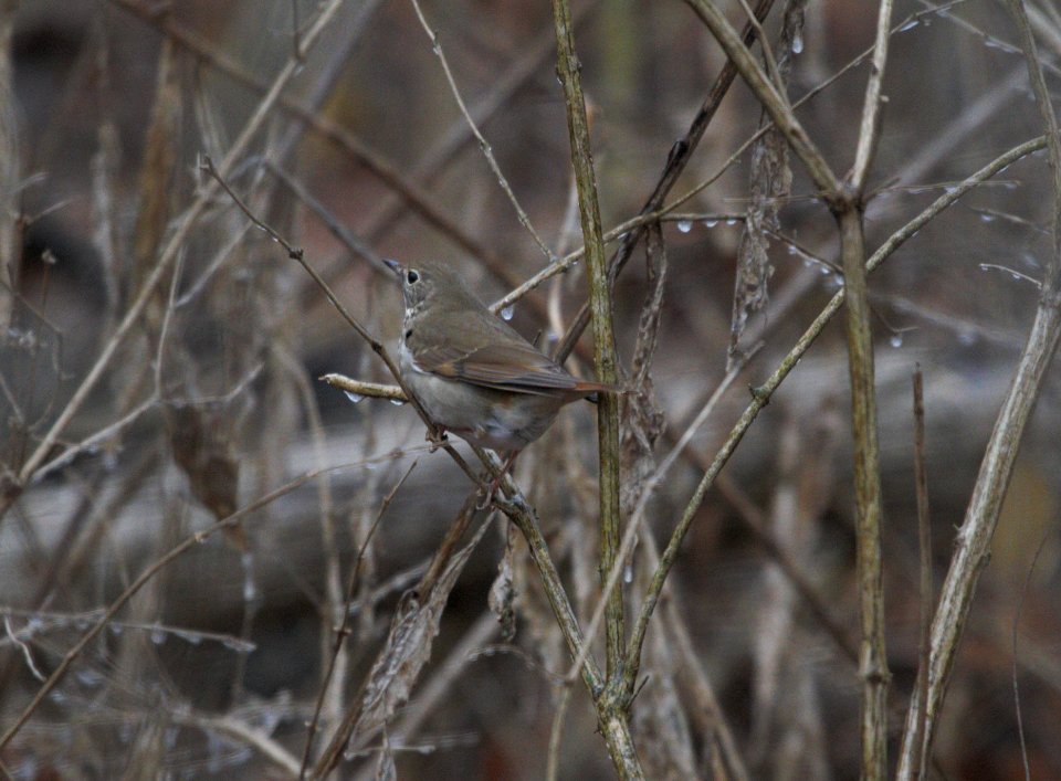 IMG 3568c Hermit Thrush Perry Farm Park Bourbonnais IL 1-13-2017