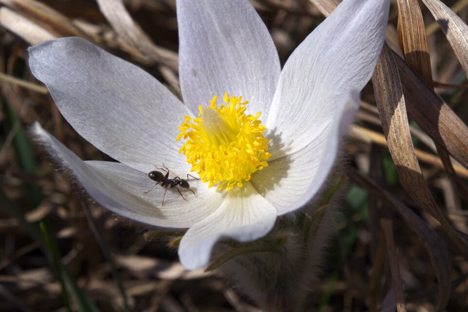 Bug close spring
