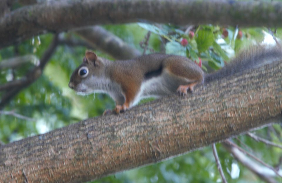 IMG 8380c Red Squirrel LaSalle FWA IN 6-30-2016