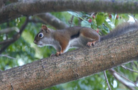 IMG 8380c Red Squirrel LaSalle FWA IN 6-30-2016