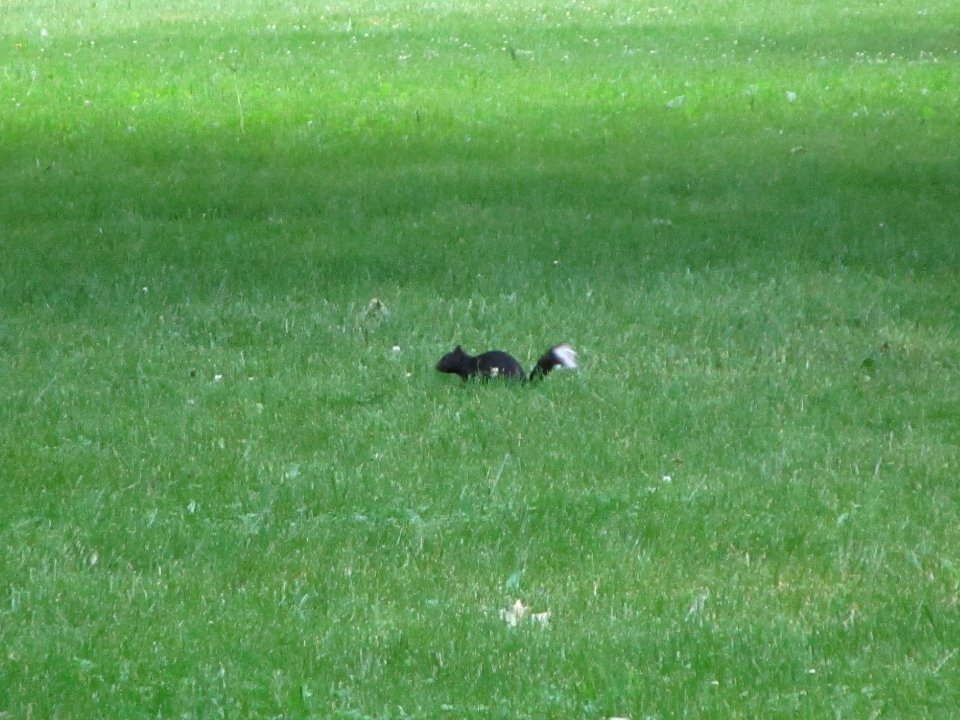 IMG 0086c E Gray Squirrel Perry Farm Kankakee Co IL 5-30-2018