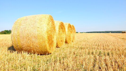 Summer straw yellow