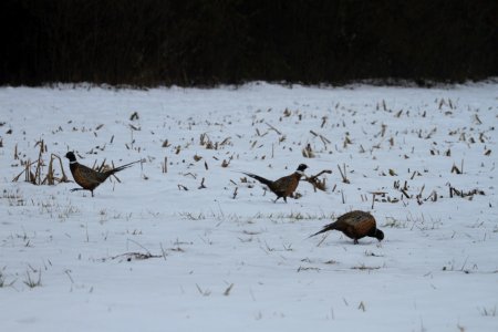 IMG 3203c Ring-necked Pheasant Iroquois SCA IL 12-24-2016 photo