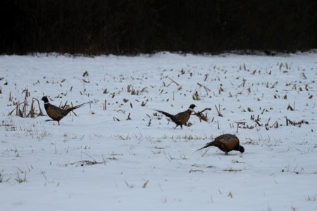 IMG 3203c Ring-necked Pheasant Iroquois SCA IL 12-24-2016