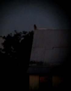 IMG 1980 c Great Horned Owl Whispering Willows Kankakee Co IL 8-21-2015