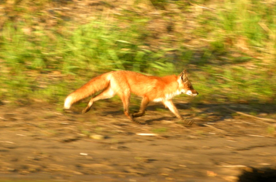 DSCN9779c Red Fox LeVasseur Park  Kankakee IL 4-20-2016