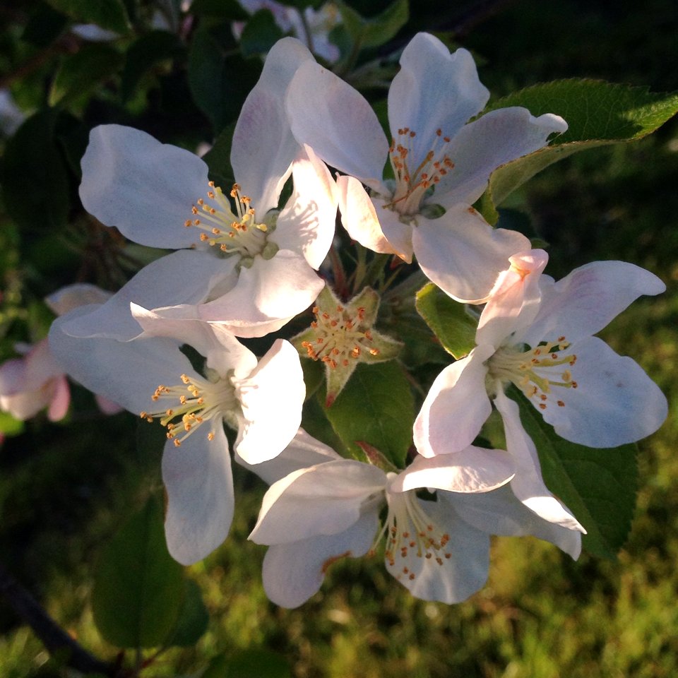 Apfelblüte