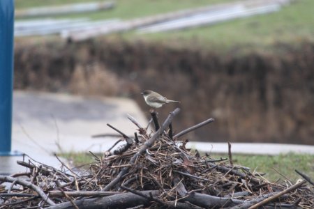 IMG 8544c Eastern Phoebe Beckman Park Kankakee IL 4-3-2018