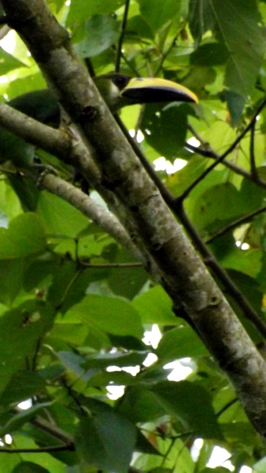 Tucan Esmeralda (Aulacorhynchus prasinus) PANACOMA, COMAYAGUA HONDURAS