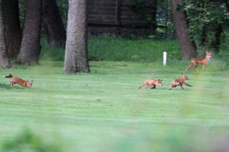 IMG 0088c Red Fox Hse Kankakee IL 5-23-2018