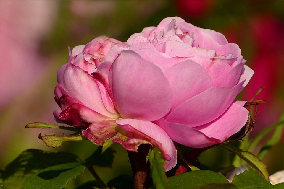 Macro noble garden