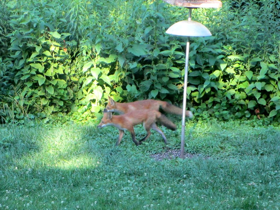 IMG 0161c Red Fox Hse Kankakee IL 7-2-2018