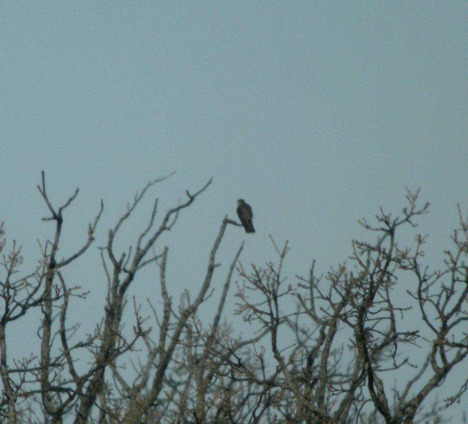 DSCN0711 c Merlin Kankakee IL 3-10-2014