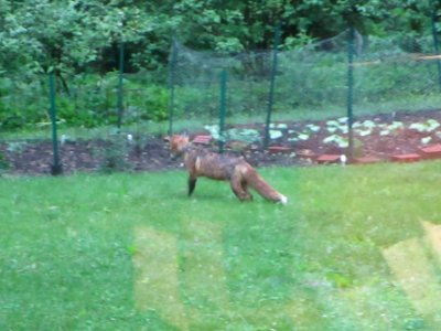 IMG 0072c Red Fox Hse Kankakee IL 5-19-2018