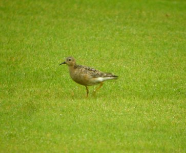 DSCN4190 c Buff-breasted Sandpiper H & E Sod Momence IL 9-1-2014