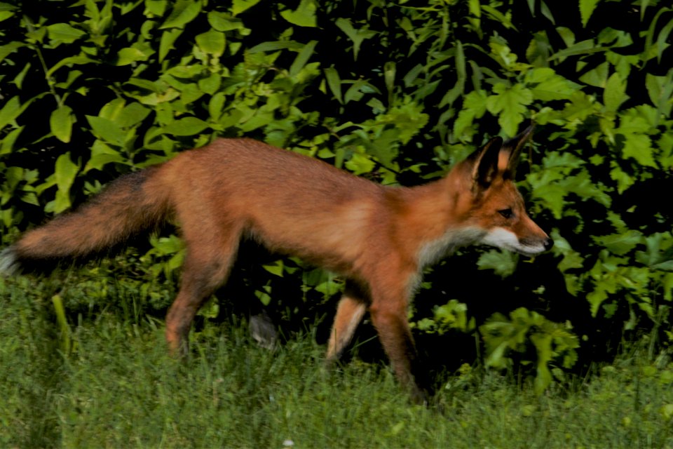 IMG 0674c Red Fox Hse Kankakee IL 6-27-2018