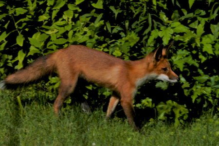 IMG 0674c Red Fox Hse Kankakee IL 6-27-2018 photo