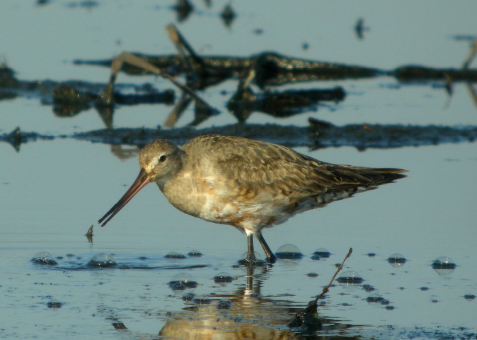 DSCN9054 c Hudsonian Godwit (+Voice) Iroquois Co IL 11-10-2015