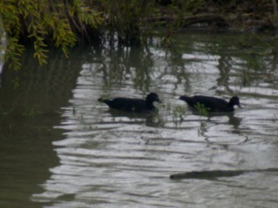 DSCN0061 Muscovy Duck Overlook Ygnacio TX 2-20-05