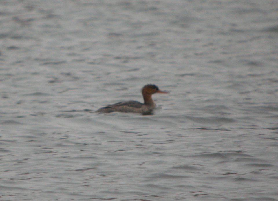 DSCN1038 c Red-breasted Merganser Newton Co IN 11-16-2013