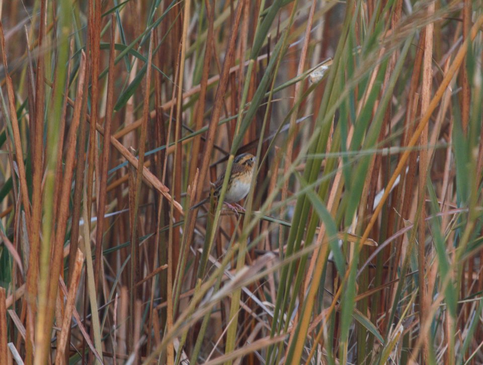IMG 2458c Le Conte's Sparrow Whispering Willows Area Kankakee IL 11-26-2616