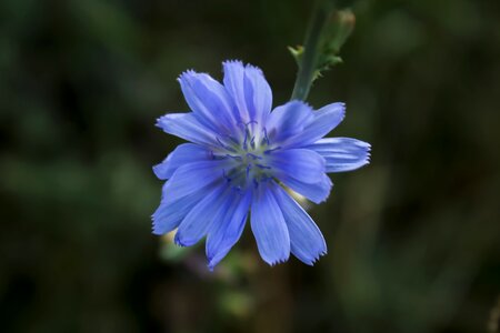 Blue flower spring blue