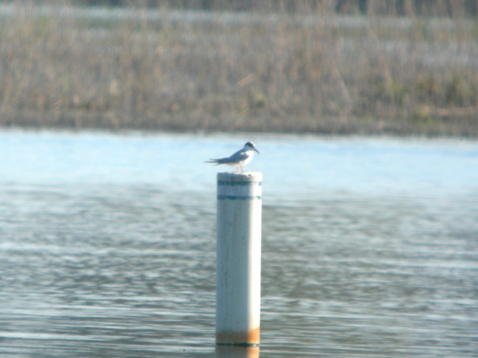 DSCN9937c Forster's Tern Willow Slough FWA IN 9-11-0218