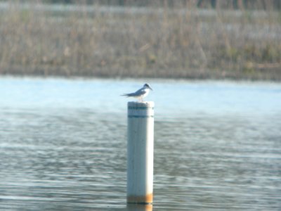 DSCN9937c Forster's Tern Willow Slough FWA IN 9-11-0218