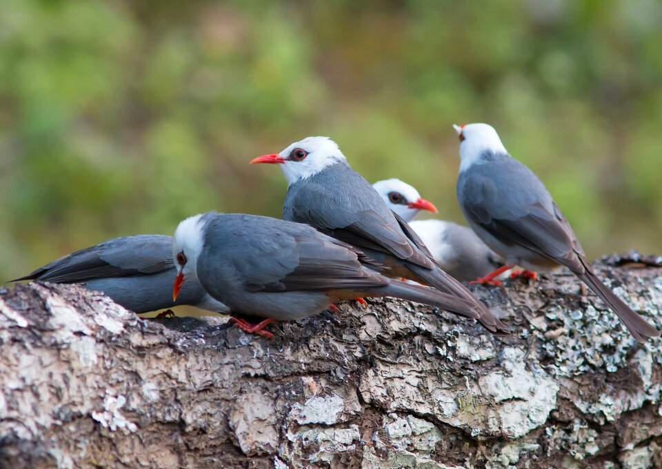 Grey-white head prot birds angkhang
