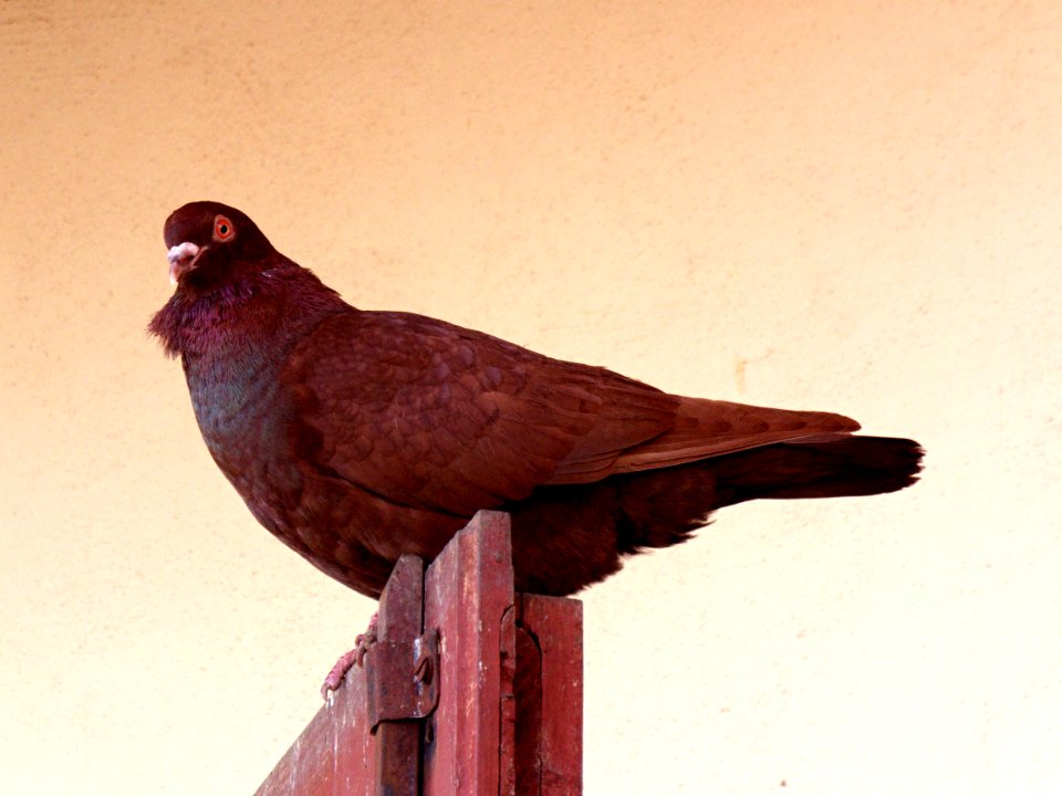 Pigeon