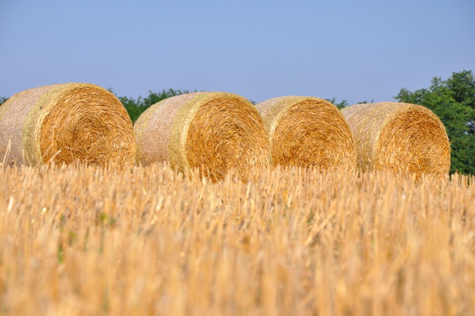 Summer straw yellow