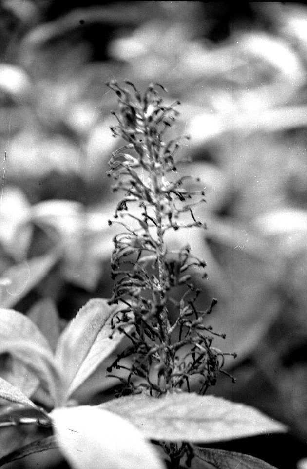 Zenit 11 - Melancholy Garden 09