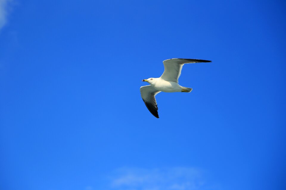 Seagull nature animal