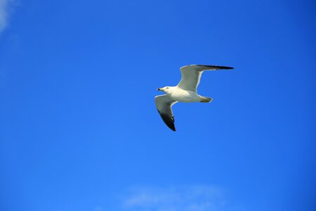 Seagull nature animal