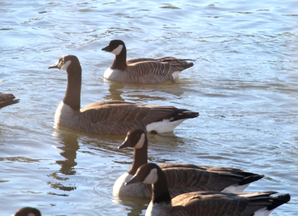 IMG 6166c Cackling Goose Dam Kankakee IL 12-19-2015