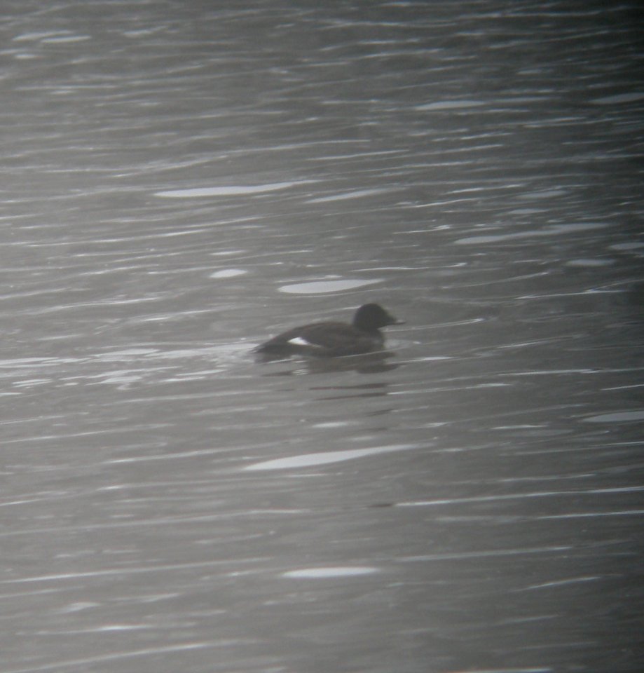 DSCN0622 c White-winged Scoter Kankakee Co IL 2-20-2014 (Photo thru Bins)