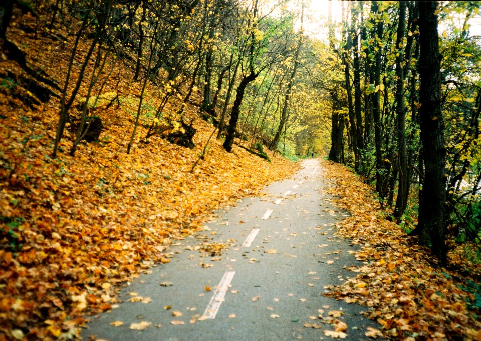 Minolta Hi-Matic G  - Autumna Path
