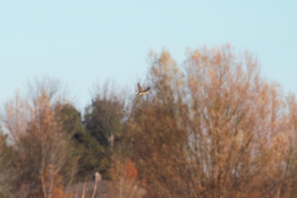 IMG 5955c Eastern Meadowlark Willowhavern Area Kankakee Co IL 11-26-2017