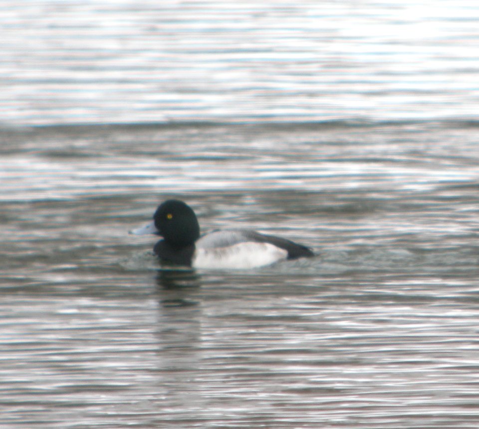 DSCN1942 c Greater Scaup Kankakee Co IL 1-31-2014
