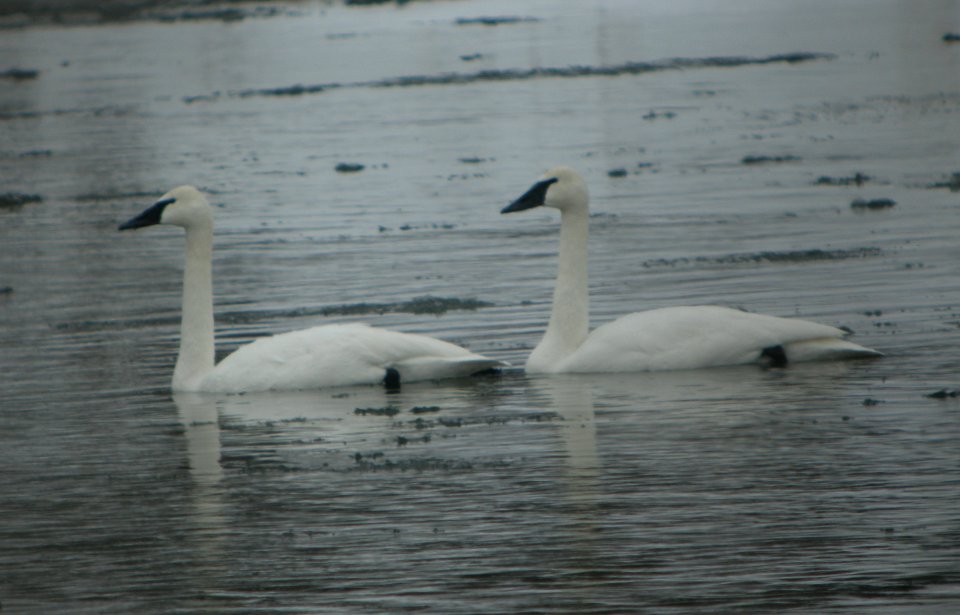 DSCN2022 c Trumpeter Swan Kankakee Co IL 2-4-2014