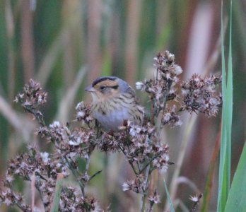 IMG 0535C Nelson's Sparrow Whispering Willows Area Kankakee Co IL 10-25-2016 photo