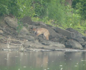 DSCN7446c Coyote LeVasseur Park Kankakee IL 7-13-2016