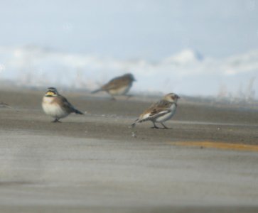 DSCN2264 c Horned Lark + Snow Bunting St. Anne IL 2-15-2014