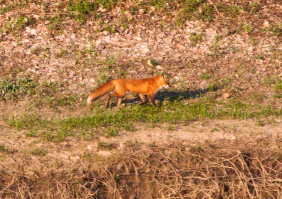 IMG 7351c Red Fox LeVasseur Park Kankakee IL 4-20-2016