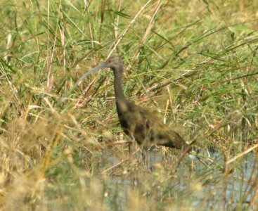 DSCN8292c White-faced Ibis Whispering Willows Area Kankakee Co IL 9-26-2016